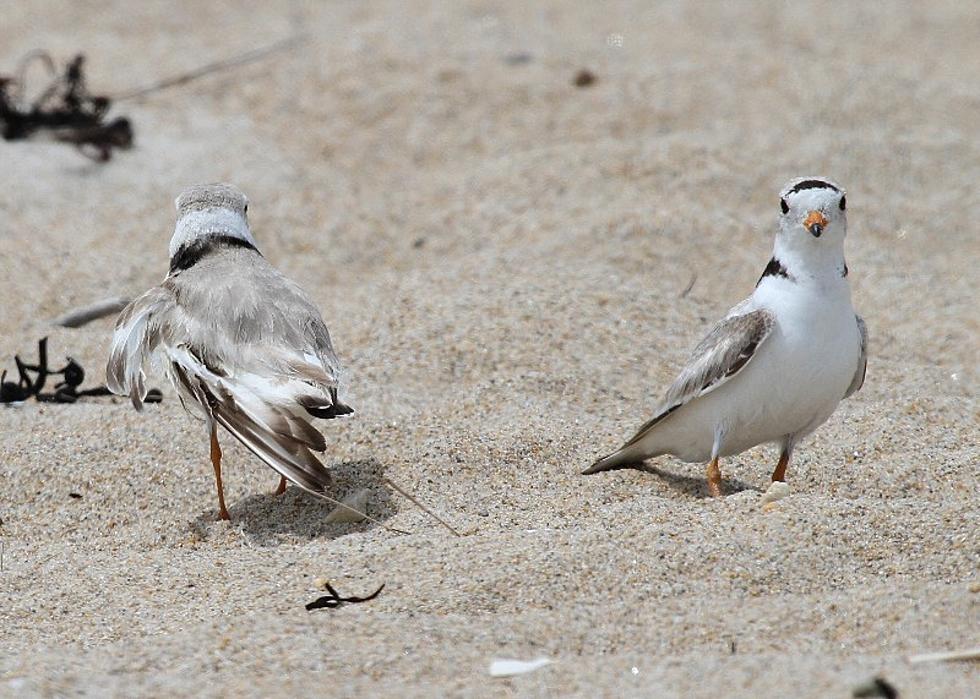 NH Fish and Game Reminds Us to Leave the Piping Plovers Alone