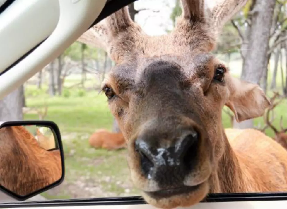 Yes, There Is a Massachusetts Deer in the Back of This Car