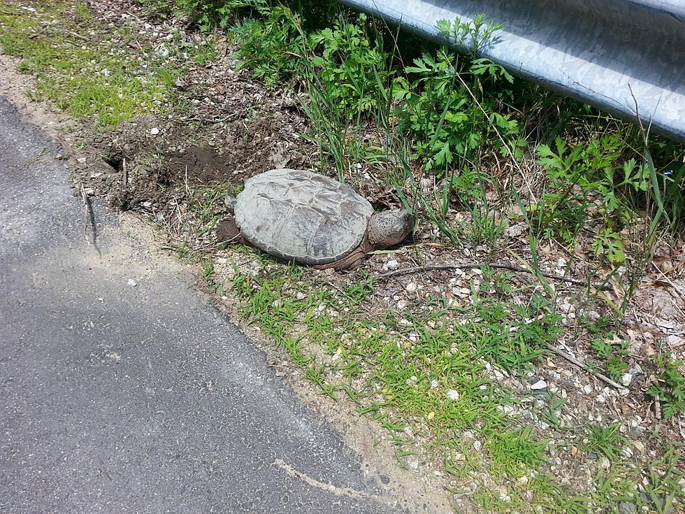 Why Did The Turtle Cross The Road?