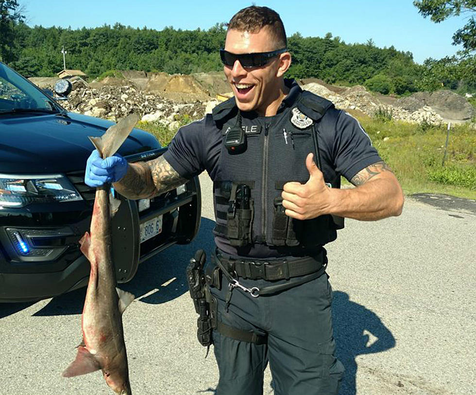 Police Discover Sharks on Roadway in Brentwood, New Hampshire