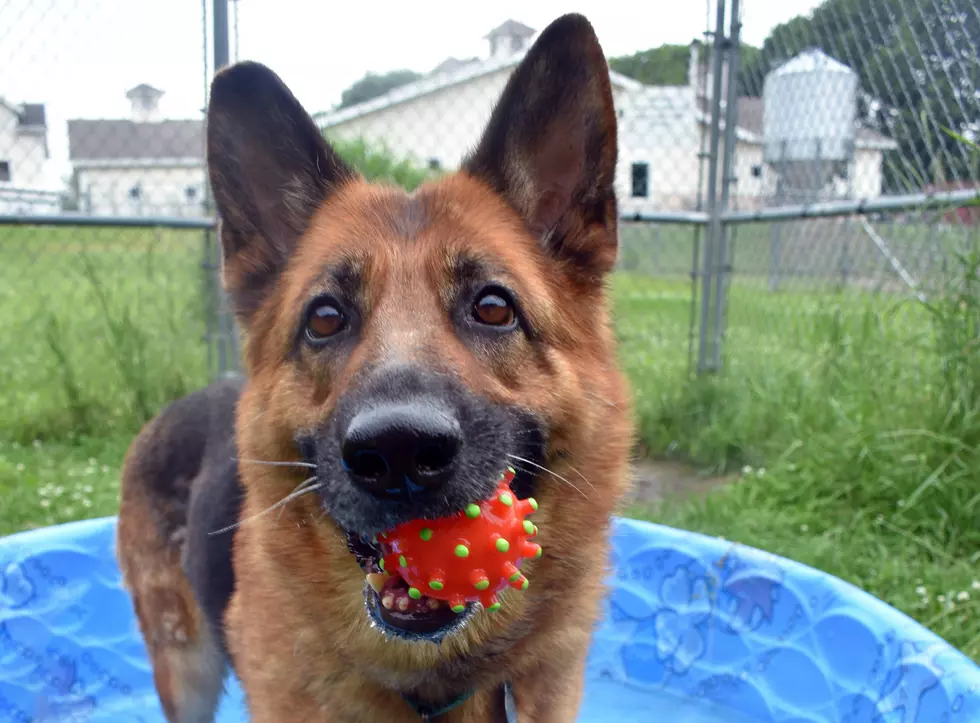 The Continuing Saga Of 36 German Shepherds In Protective Custody In NH