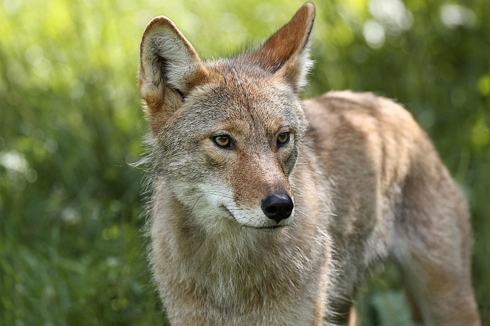 Coyotes Are Being Spotted All Over Windham, NH, During The Day