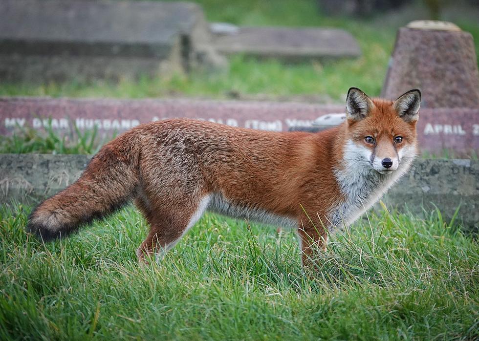 Middleborough, Massachusetts, on High Alert After Two Attacks by a Fox
