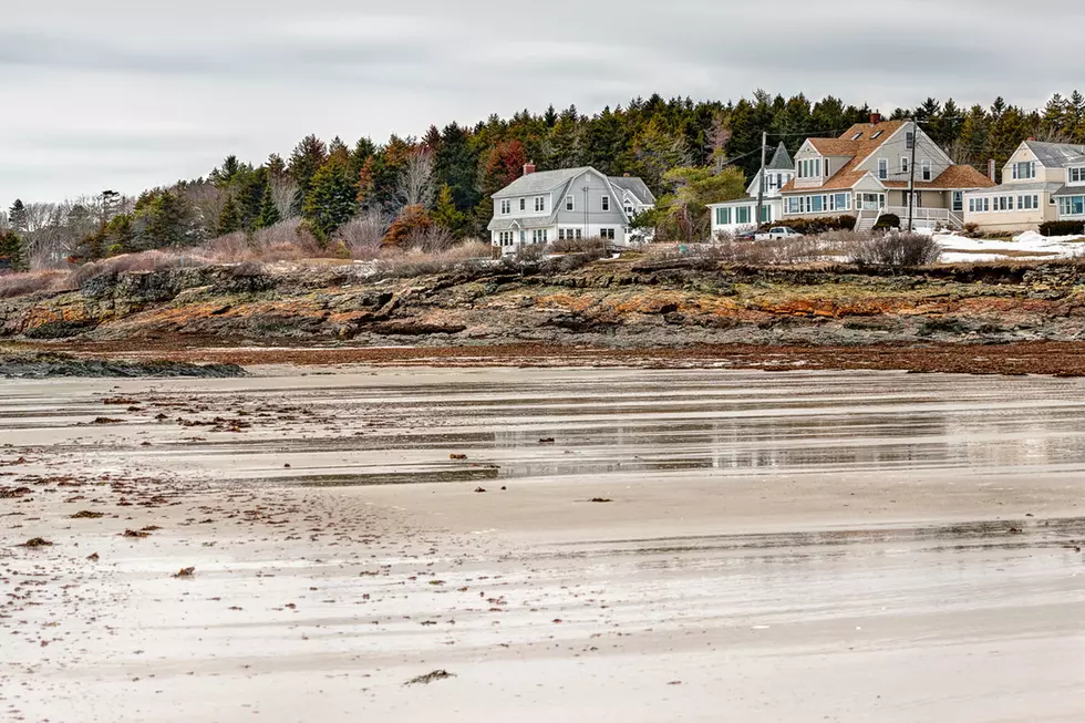 Skeletal Shark Surfaces At Scarborough Maine Beach