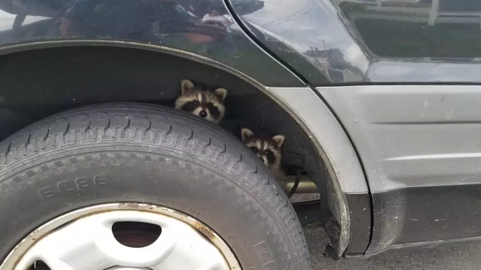 Rye Police Discover New Hampshire's Most Adorable Hitchhikers 
