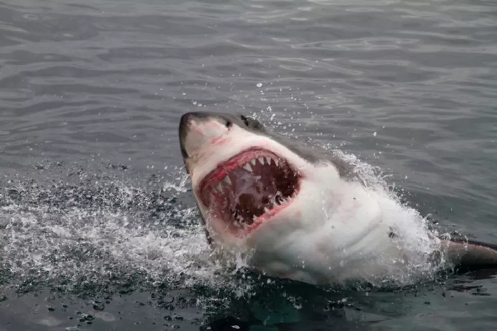 Massachusetts Man Unknowingly Paddleboards Next To A Great White 