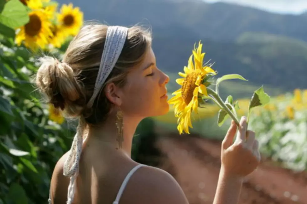 Sunflower Festival Underway in Lee, New Hampshire 