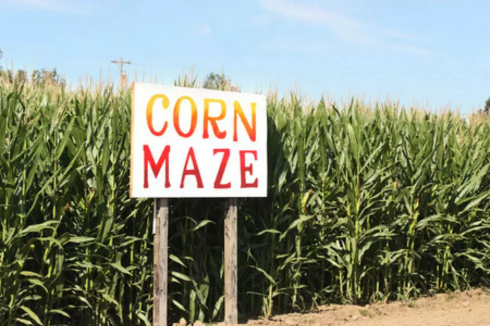 Huge Shamrock-Shaped Corn Maze set to Open in Lee, New Hampshire