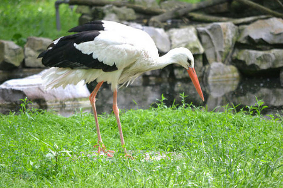 Massachusetts Zoo Officials on the Lookout for Missing Stork