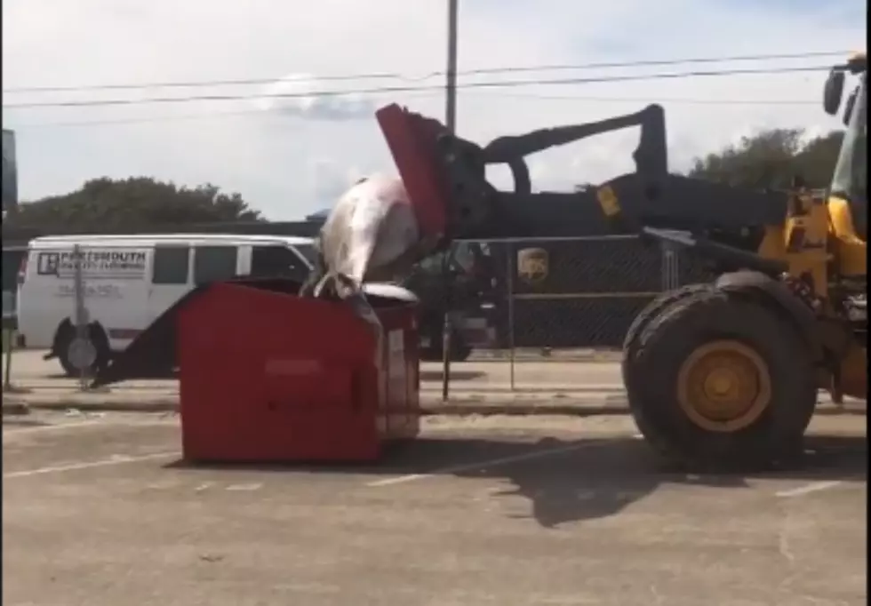 Video Proof: Dead Whales Don’t Fit in Dumpsters