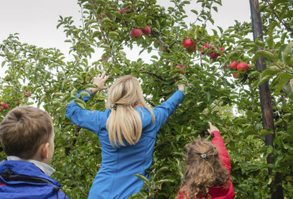 Massachusetts Farm Urging Customers to Come Apple Picking, Says it&#8217;s Losing Business