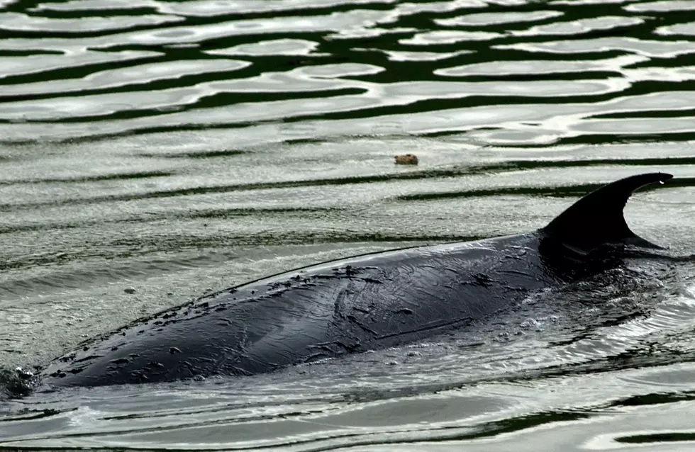 A Dead Whale Washed Ashore This Morning In New Hampshire