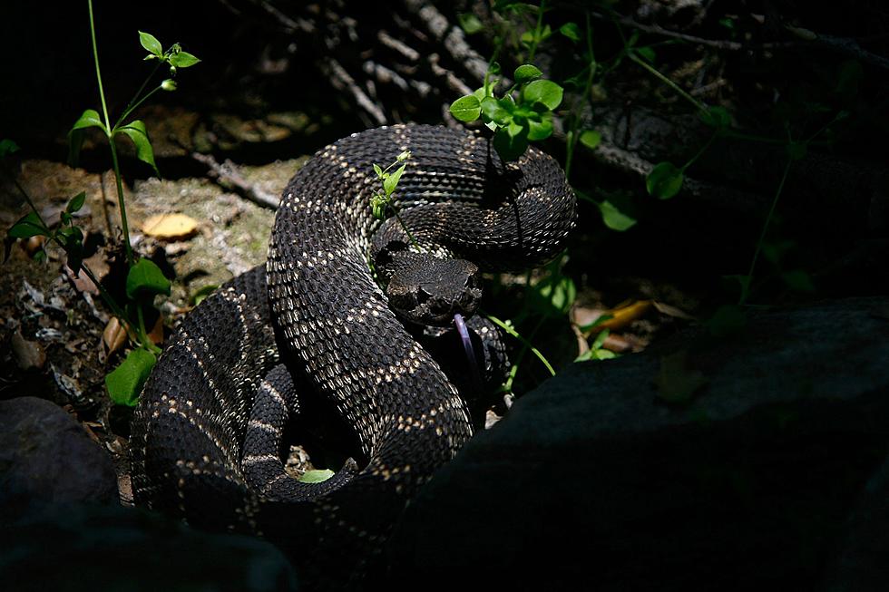 Timber Rattlesnake Spotted In Southern New Hampshire