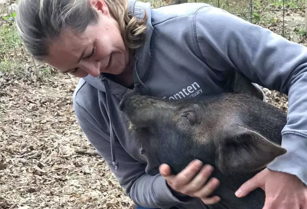 Grover, the Pig from Gilford, NH to Get Second Chance at Life
