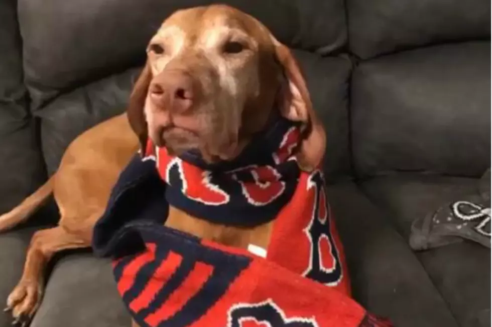 This Red Sox Loving Dog Trolling Yankees Fans Is The Best Thing You Will Watch Today