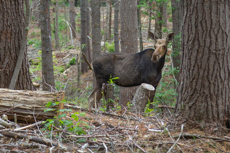 Check Out This Moose Going For A Morning Stroll In Grafton, New Hampshire