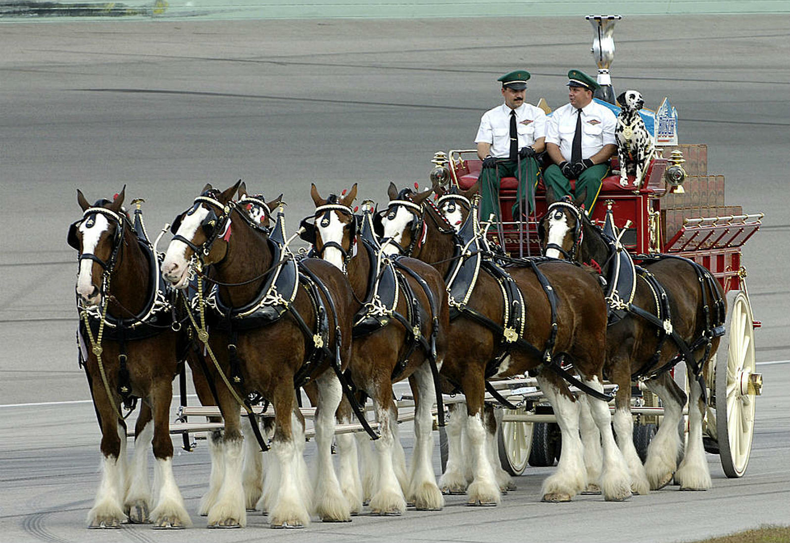 Budweiser Has Stopped Docking Tails of Its Iconic Clydesdale Horses