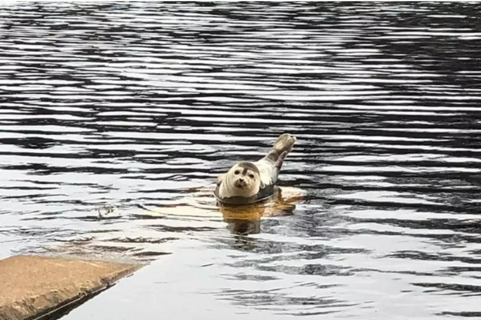 The Seacoast Science Center Stumbled Upon This Sweet Seal in Ipswich, MA