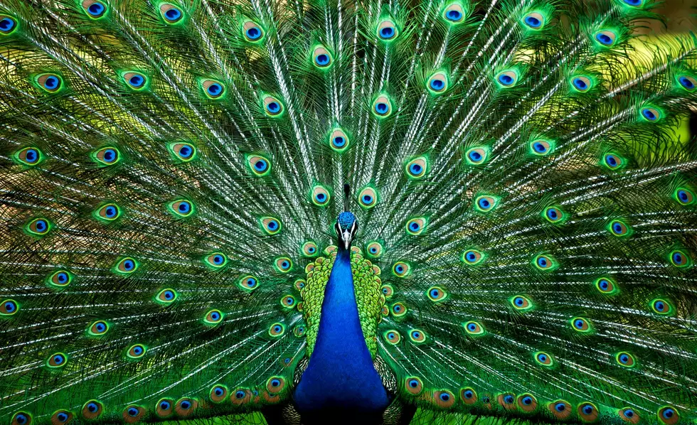 Runaway Peacock Spent Thanksgiving Hanging Out With A Bunch Of Turkeys In Vermont