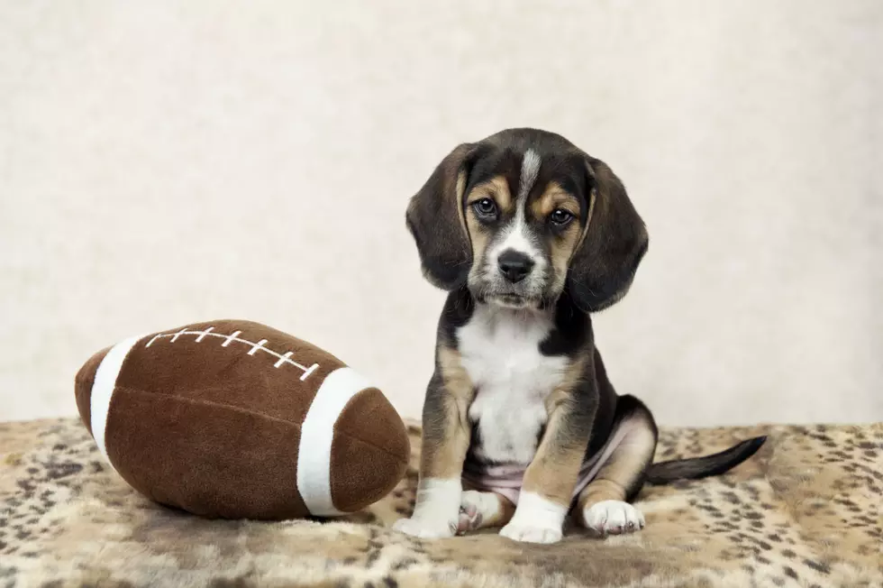 Maine Rescue Dog Part of Animal Planet's 'Puppy Bowl'