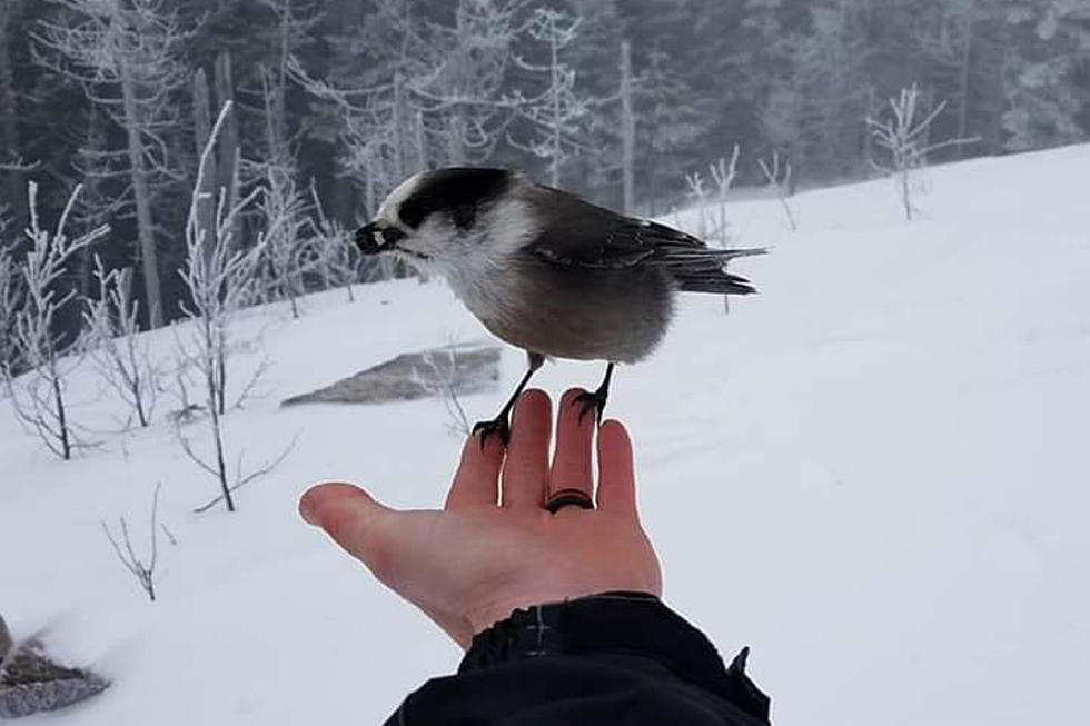 Canada Jays In Pittsburg, NH Will Eat Food Right From Your Hand