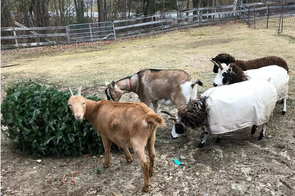 Some Hungry Goats Want Your Christmas Tree in Sandown, NH