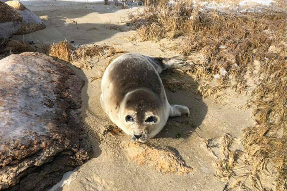 Here's What To Do If You See A Seal On One Of NH's Beaches