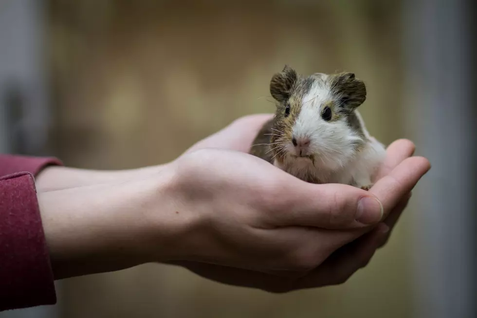 Fatal Fire in Hampton Also Burned Down Guinea Pig Sanctuary