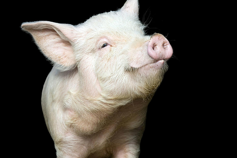 UPDATE: ‘Ruby’ the New Hampshire Pot-Bellied Pig Has Been Adopted