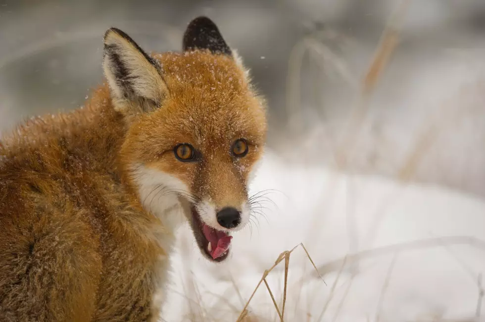 A Rabid Fox Was Killed By Two Dogs In Maine