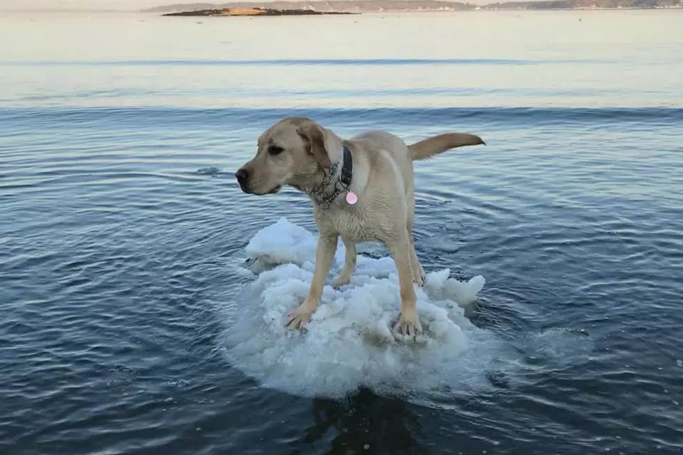 Quimby The Yellow Lab Experienced This ‘Only In Maine’ Moment