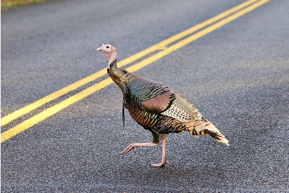 This Litchfield, NH Turkey Should Be Hired As A Crossing Guard