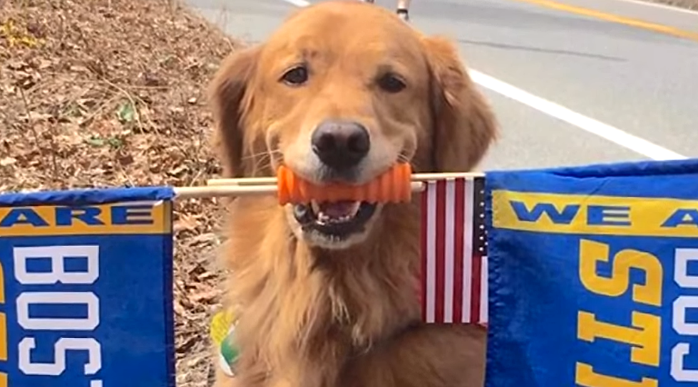 “Spencer” The Boston Strong Dog Returned For Today’s Marathon