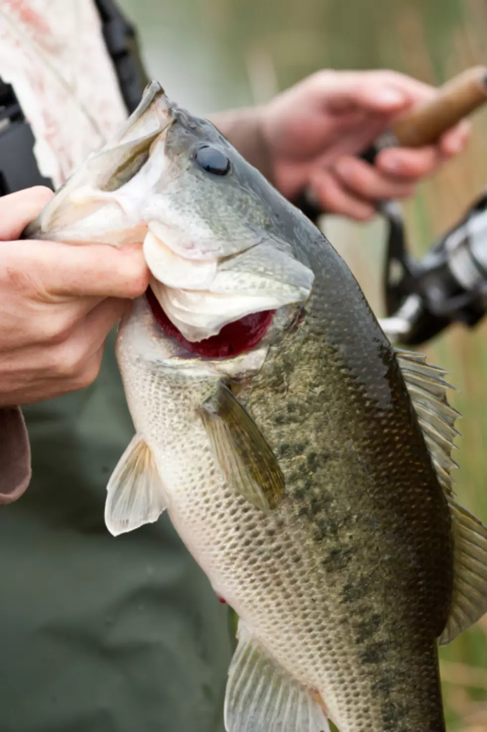 Free Fishing Day in New Hampshire Is This June