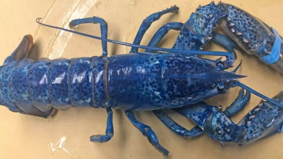 Check Out This Gorgeous Blue Lobster from Massachusetts