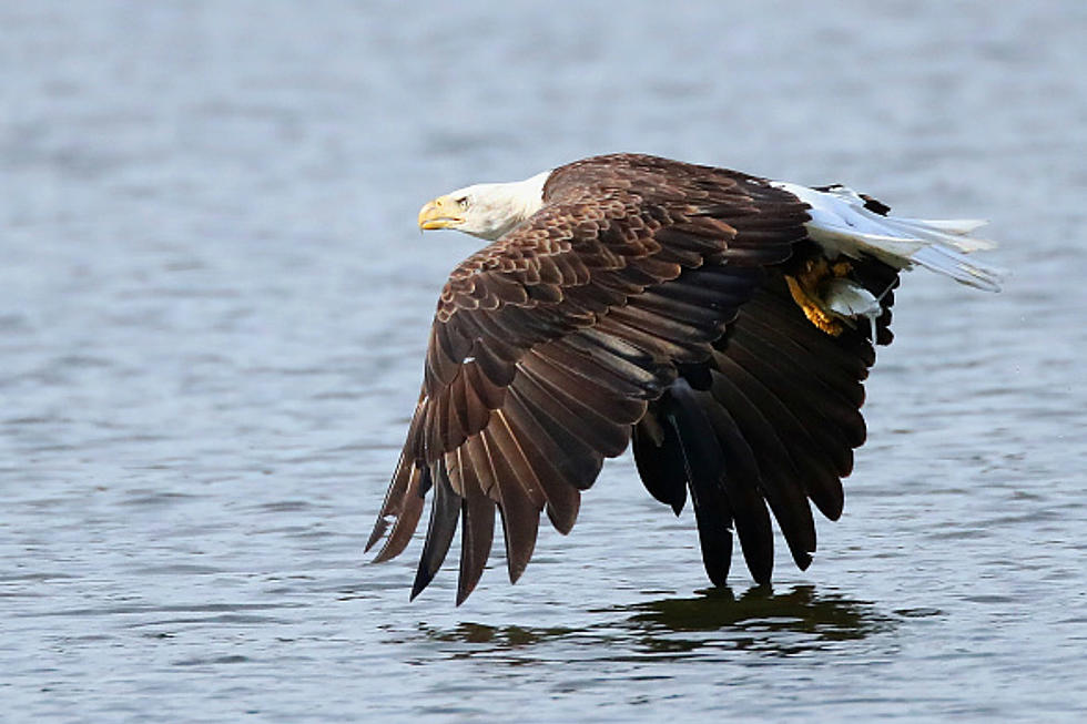 This Bald Eagle Swimming in Wolfeboro, NH Is A Sight To Behold