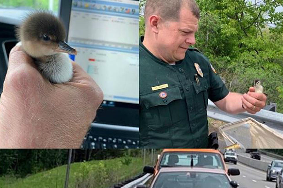 NH State Police Helped Out Some Ducklings On Route I-393 In Concord