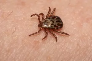 Be Aware of Ticks! Rare Tick-Borne Illness Case in Maine!