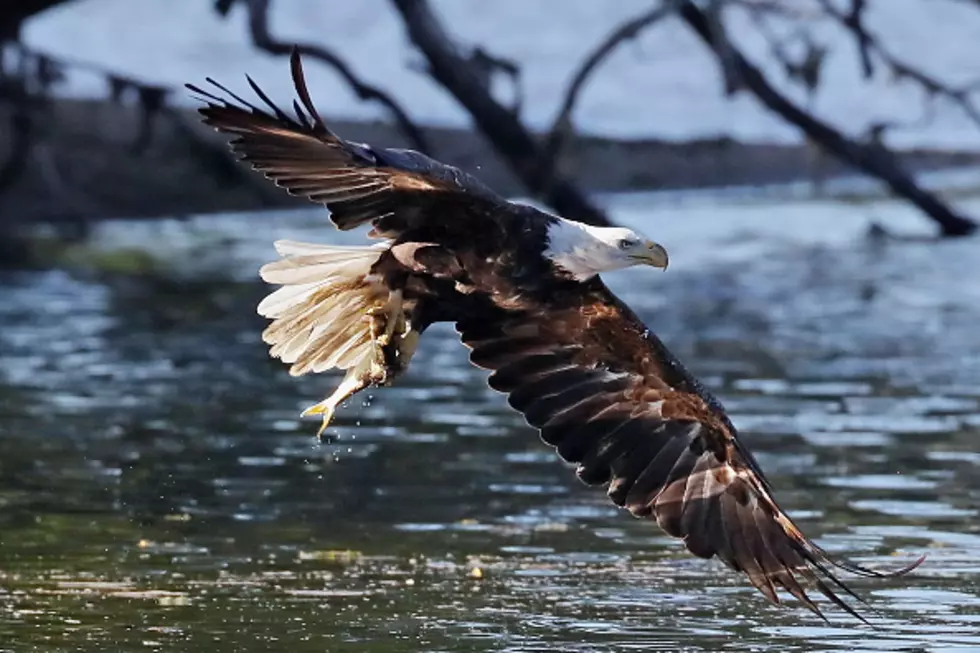Bennington, NH Bald Eagle Redefines The Term ‘Fly Fishing’