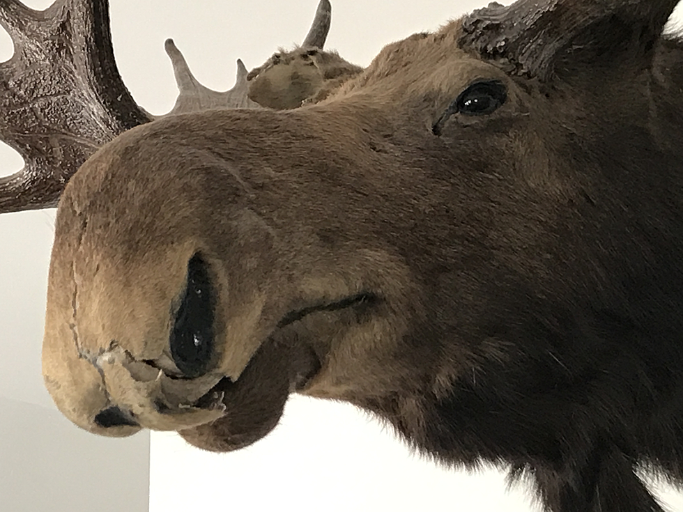 Maine Town’s Famous 100-Year-Old Mounted Moose Head Up for Grabs