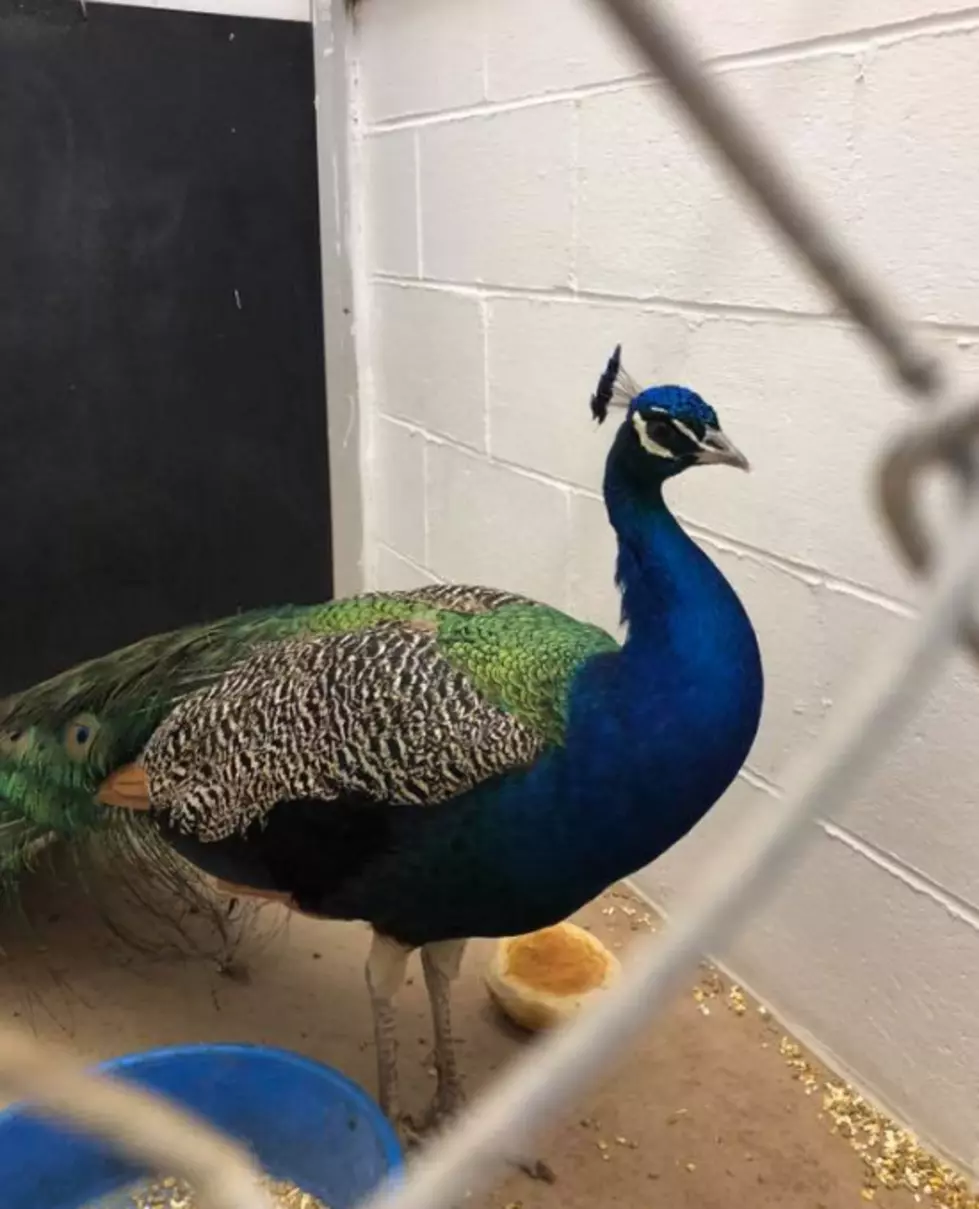 Stray Peacock Behind Bars After Terrorizing NH Community