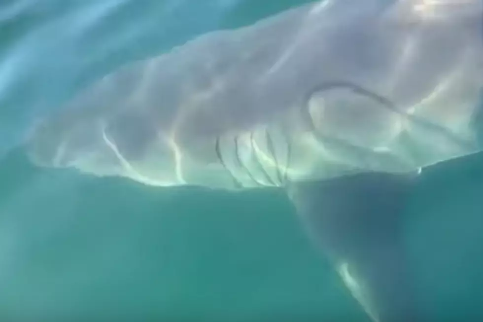 Watch This Video of a Great White Shark Cruise by a Boat off Cape Cod