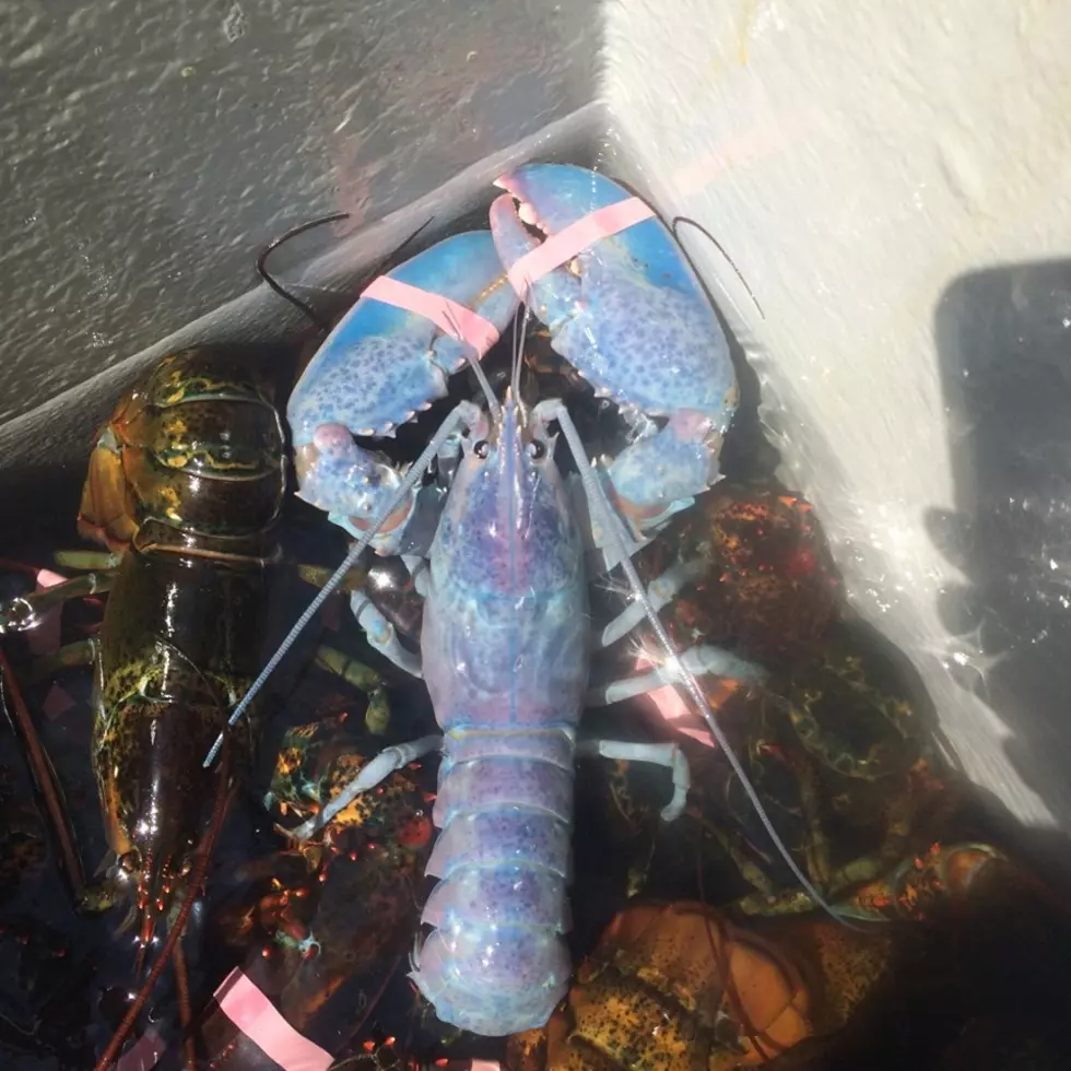 Man from Maine Catches Rare &#8216;Cotton Candy&#8217; Lobster Twice