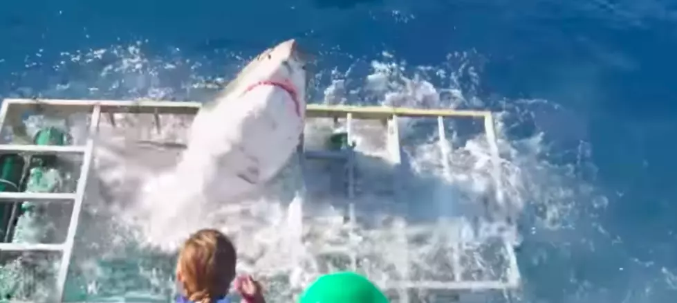 Watch Great White Shark Break into Cage with Diver Still Inside