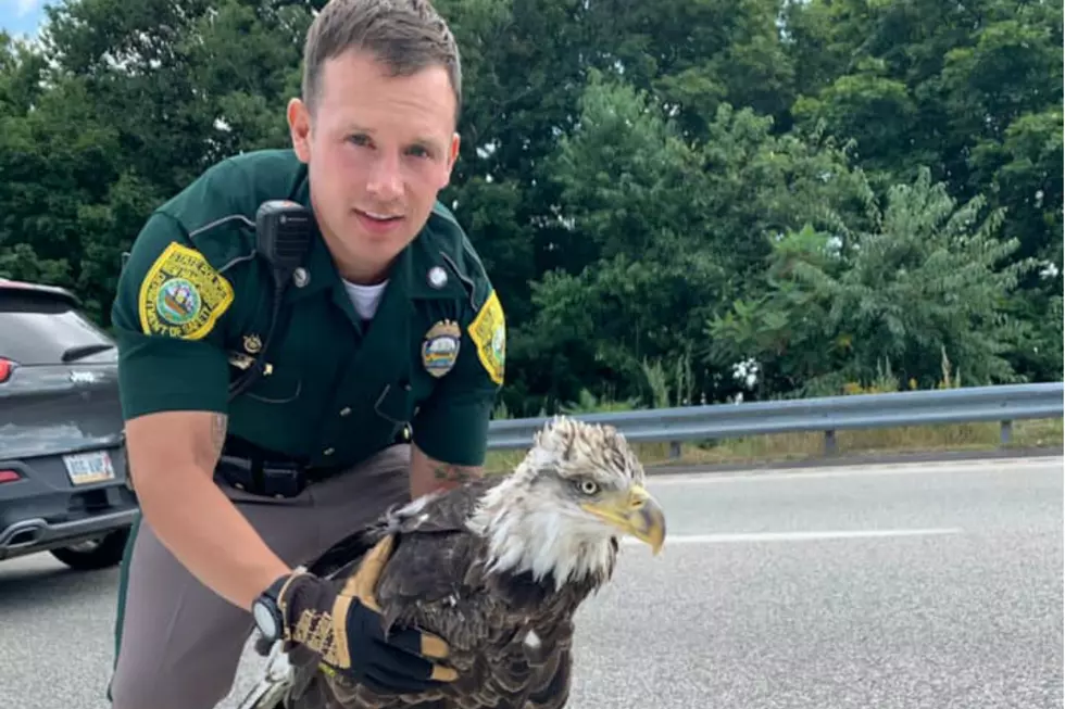 NH State Trooper Saved a Bald Eagle on I-95 In Portsmouth