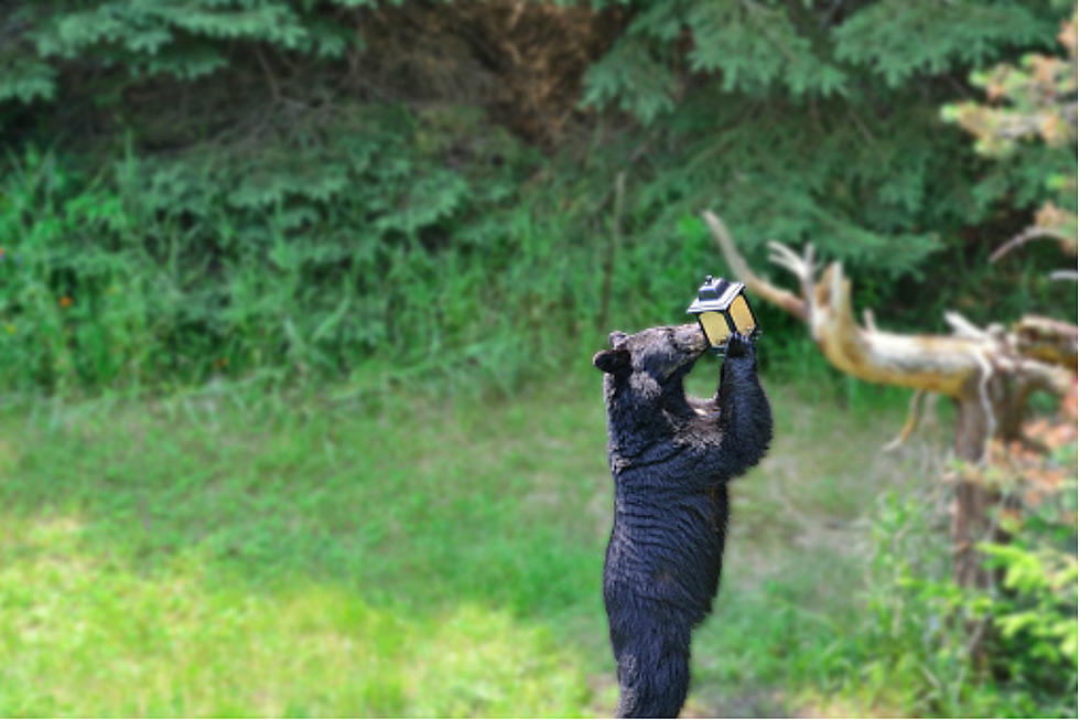 Hide Your Bird Feeders! Black Bears Are Wandering Around Alton, NH