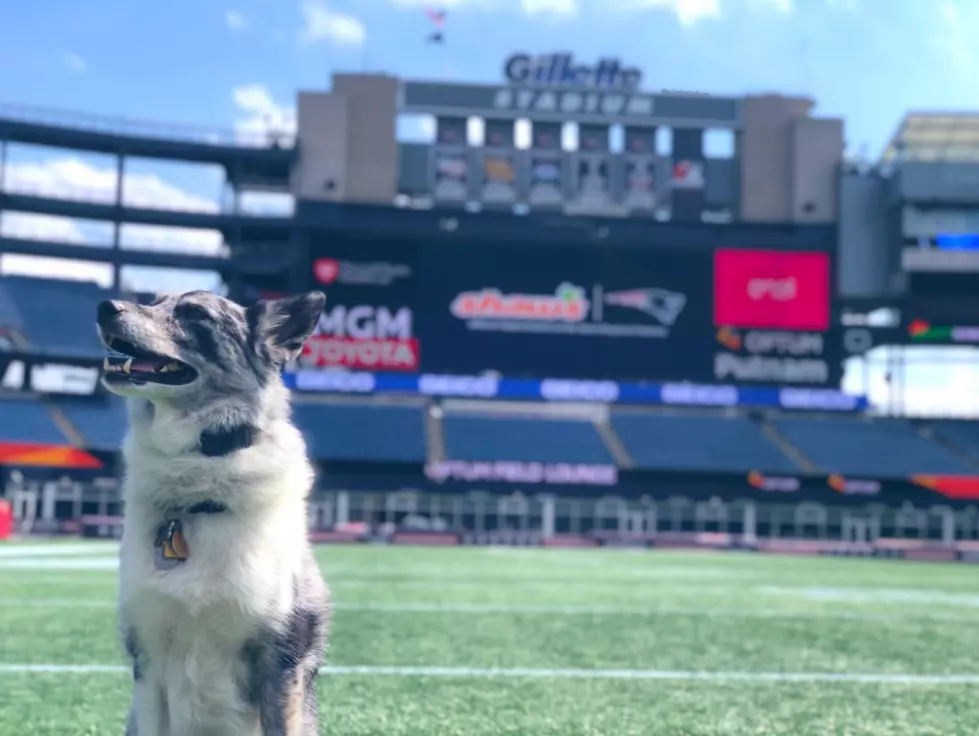 New England Patriots Hire Rescue Dog As Newest Team Member