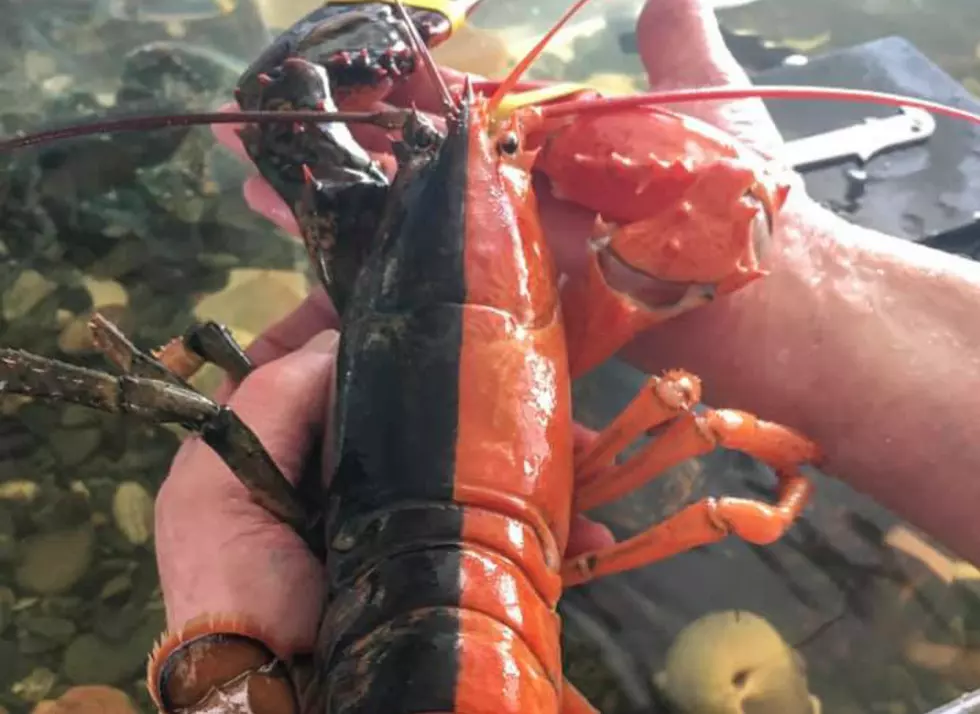 This Two-Toned Lobster Caught in Maine Is One in 50 Million