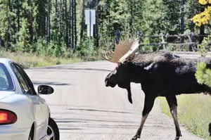 Moose Mating Season Has Begun, Drivers be Cautious