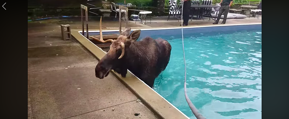 Bull Moose takes to New Hampshire Swimming Pool for a Dip